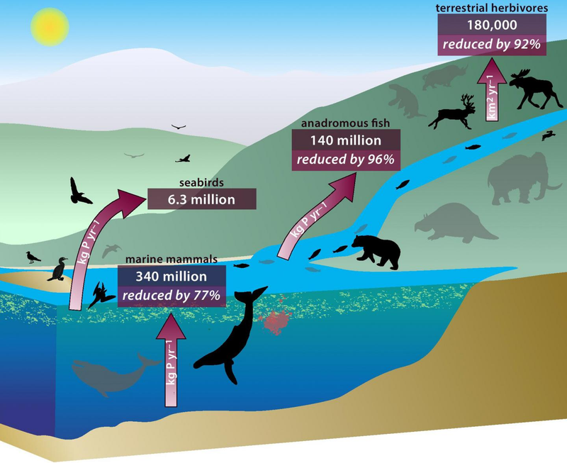 Illustration for article titled How Whale Poop Balanced Earth's Nutrient Cycles